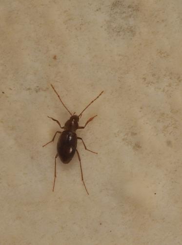 Troglophyes ludovici